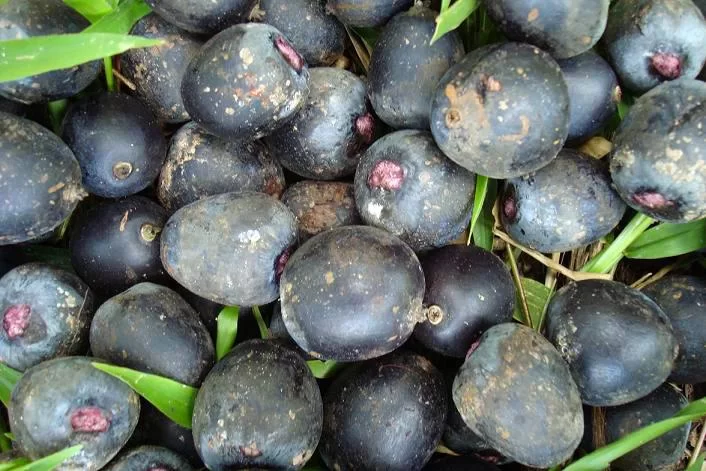 Ungurahui fruta