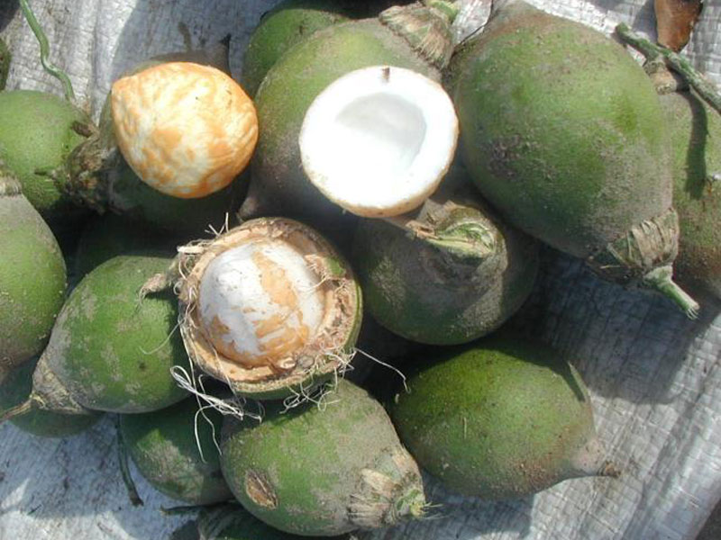 fruto-de-chambira